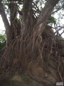 榕树根