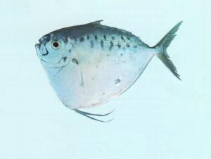 眼镜鱼（Mene maculata）