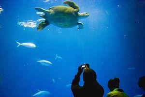 蒙特雷湾水族馆