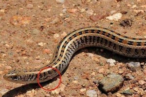 蛇属于什么科动物 300