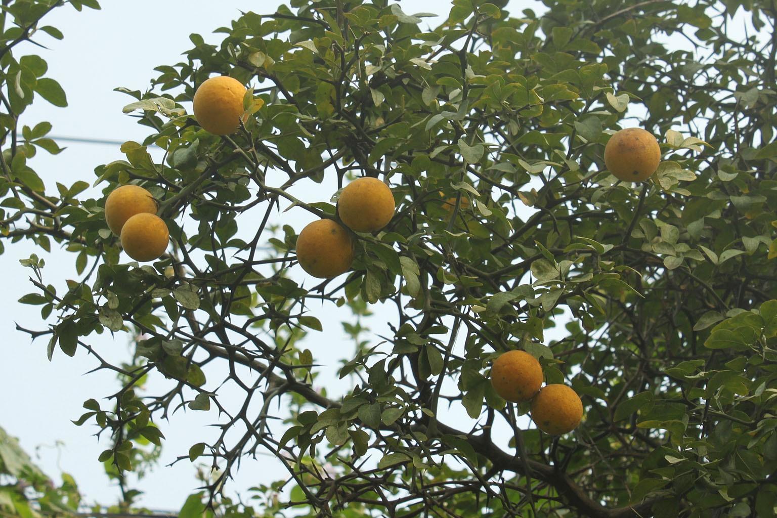 枸橘