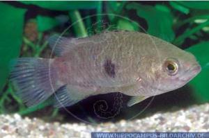 斑非洲攀鲈( Ctenopoma maculatum )