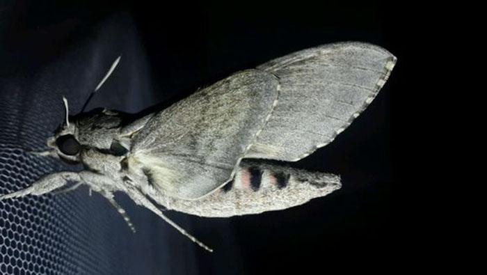 旋花天蛾 搜狗百科