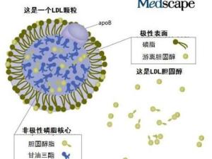 低密度脂蛋白