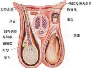 睾丸疼痛