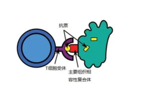 抗原 - 搜狗百科