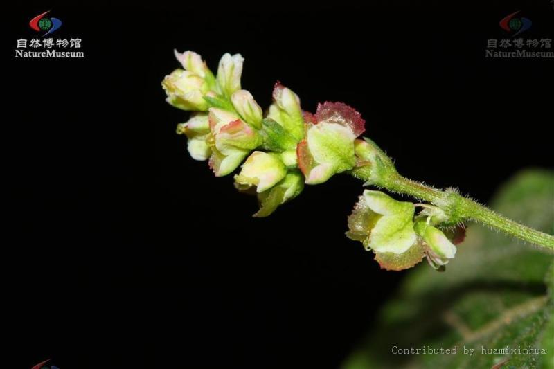 蓼科 蓼目下的一科 搜狗百科