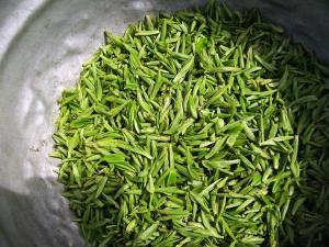 婺源茶