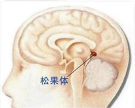 松果体