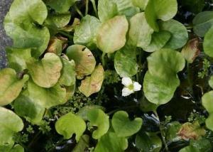 长喙毛茛泽泻