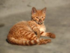 虎皮猫