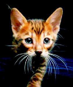虎皮猫