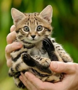 黑足猫