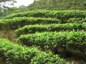 文山包种茶