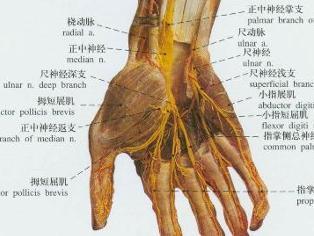 手上臂动脉位置图图片