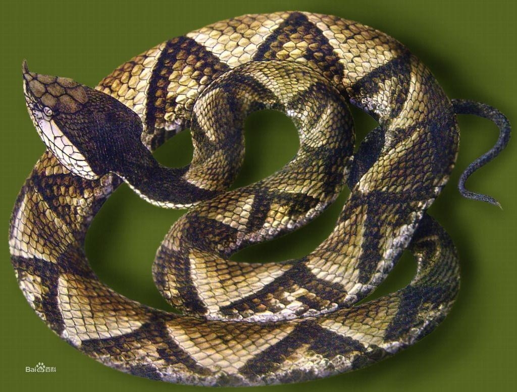 蛇是什么动物类 0