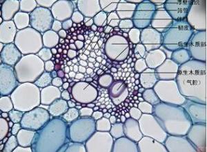 维管束 搜狗百科