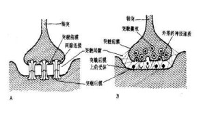 A为电突触 B为化学突触