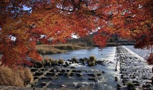 岚山红叶