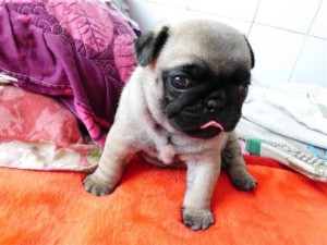 巴哥犬