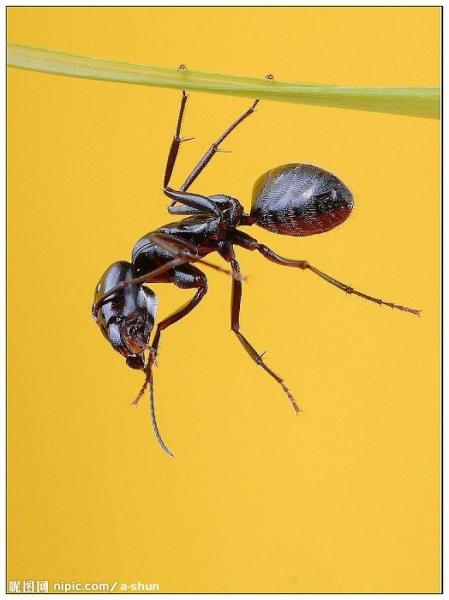 蚁总科 搜狗百科 蚁总科 搜狗百科