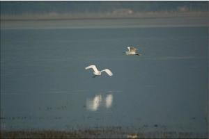 菜子湖湿地及区内鸟类景观
