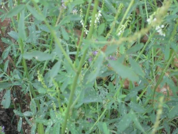 白花草木樨 豆科草木樨属植物 搜狗百科