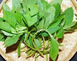 野菜图册