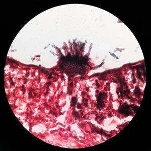 子座光学显微镜图