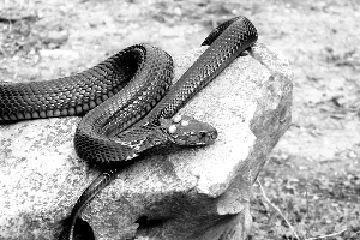 蛇是什么动物类 0