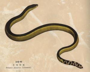 长吻海蛇