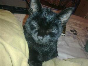 各类黑猫