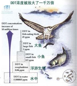 生物放大