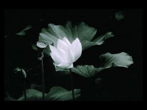 景观照