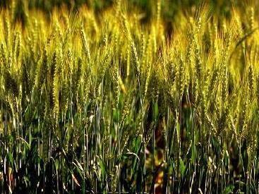 碳三植物 搜狗百科