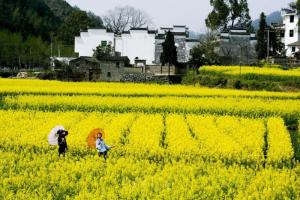 婺源油菜花