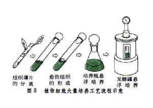 植物细胞培养 搜狗百科