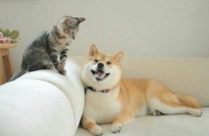 柴犬