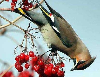 garrulus 3 太平鸟北美亚种 bombycilla,garrulus,pallidiceps 中文