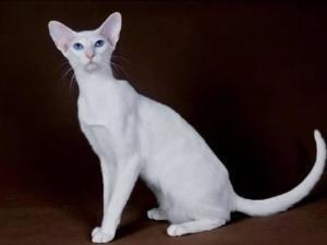 东方猫