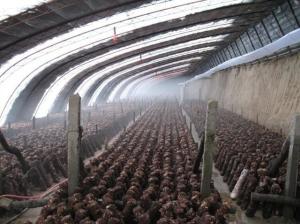 环境安全型出菇房中的香菇和空间电场