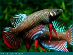 和平斗鱼Betta imbellis