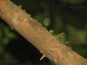 刺篱木族图册