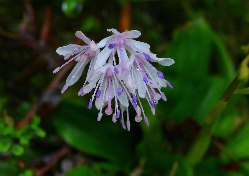 胡麻花 胡麻科植物脂麻的花 搜狗百科