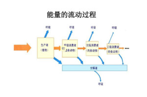 能量流动