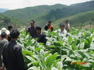 烤烟长势