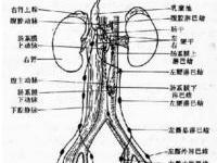 阴茎水肿