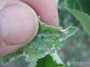 苹果棉蚜图册