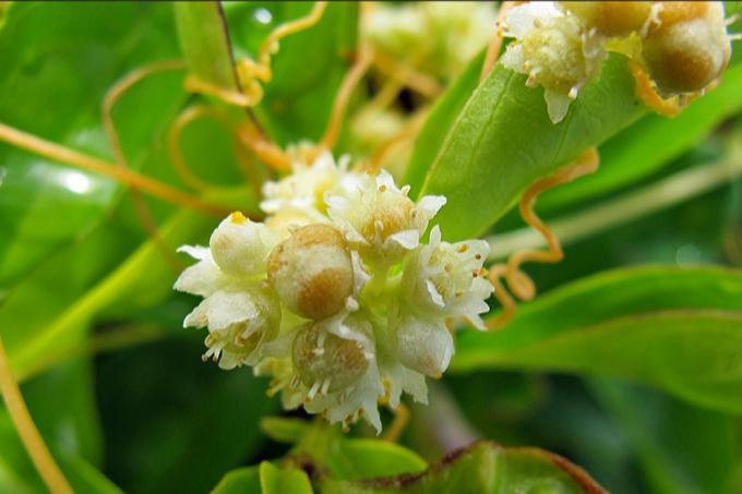 菟丝花 草本植物 搜狗百科