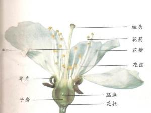 花是被子植物的 生殖器官.